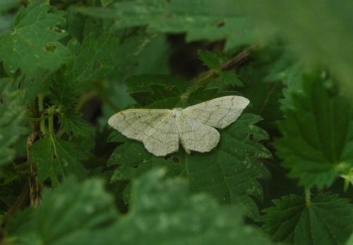 Idaea aversata